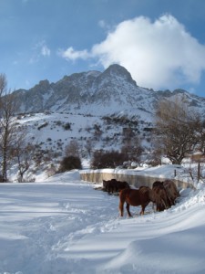 Caballos - Frente al Bodón Caballos - Frente al Bodón